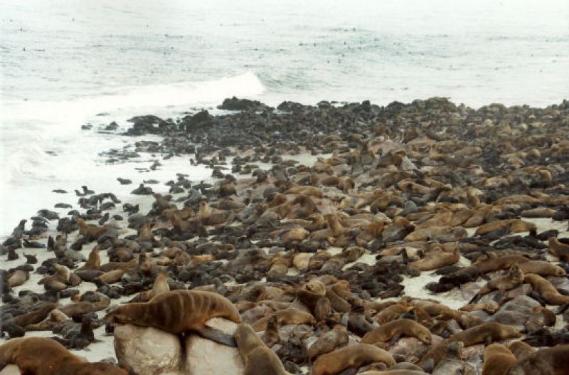 Cape - Cross - Kolonie - ca 100000 Robben